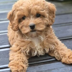 Beau the Cavapoo Puppy for Sale – Adorable Loving Puppy