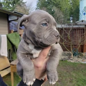 French Bulldog Puppy