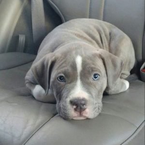 Louie the French Bulldog Puppy for Sale – Charming Playful Companion