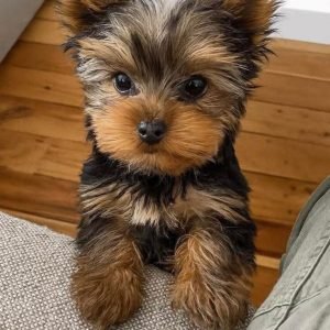 Yorkie Puppy