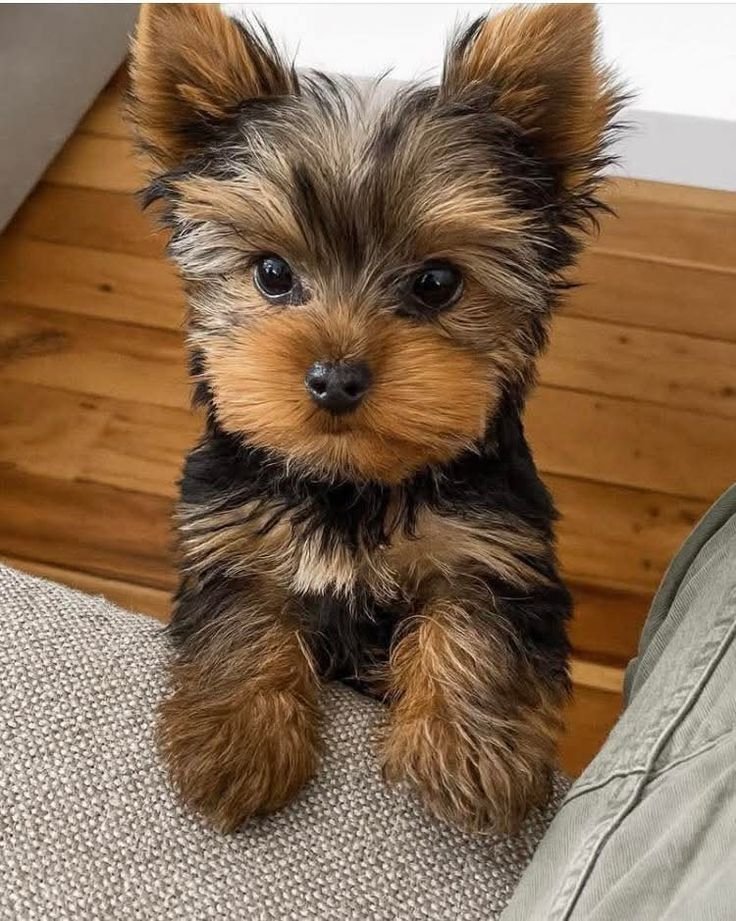 Yorkie Puppy