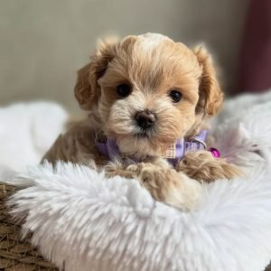 Yorkie Puppy