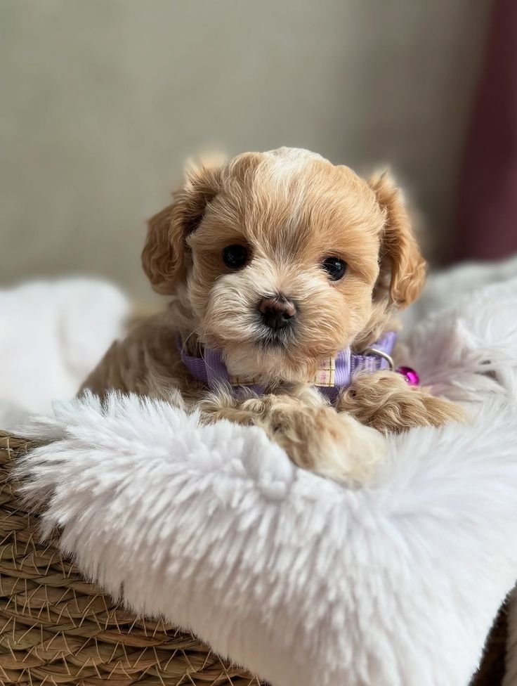 Yorkie Puppy