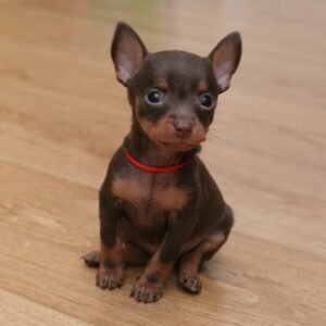Chihuahua Puppy