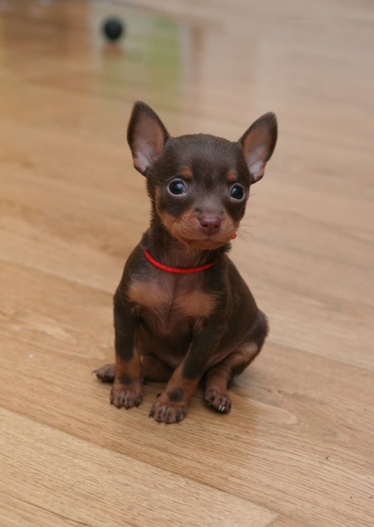 Chihuahua Puppy