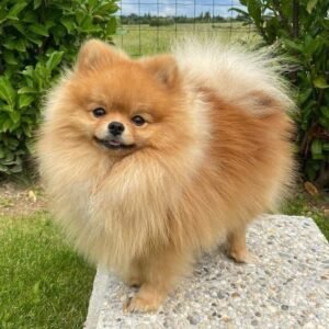 Pomeranian Puppy