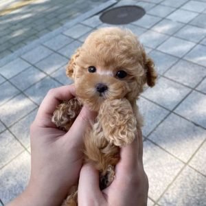 Poodle Puppy