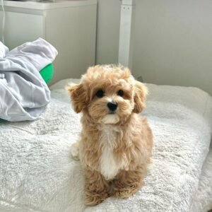 Cavapoo Puppy