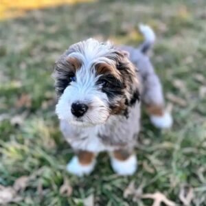 Nimbus the Bernedoodle Puppy for sale – Majestic Loving Companion