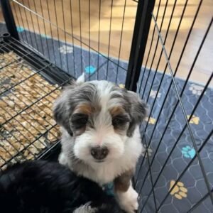 Golden Retriever Puppy