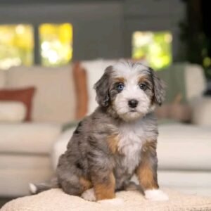 Shih Tzu Puppy