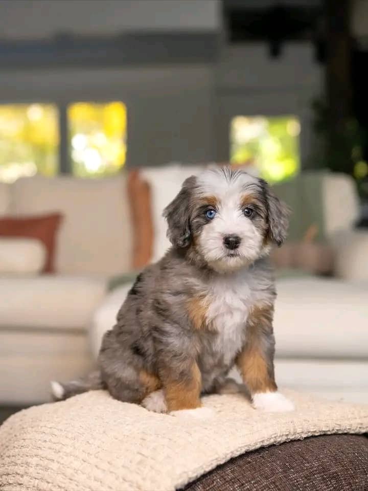 Shih Tzu Puppy