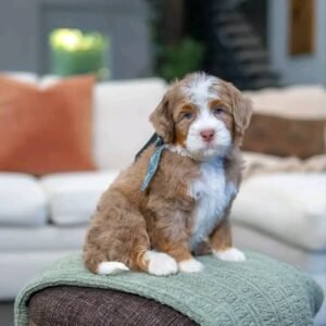 Cloud the Bernedoodle Puppy for sale – Gentle Loving Companion
