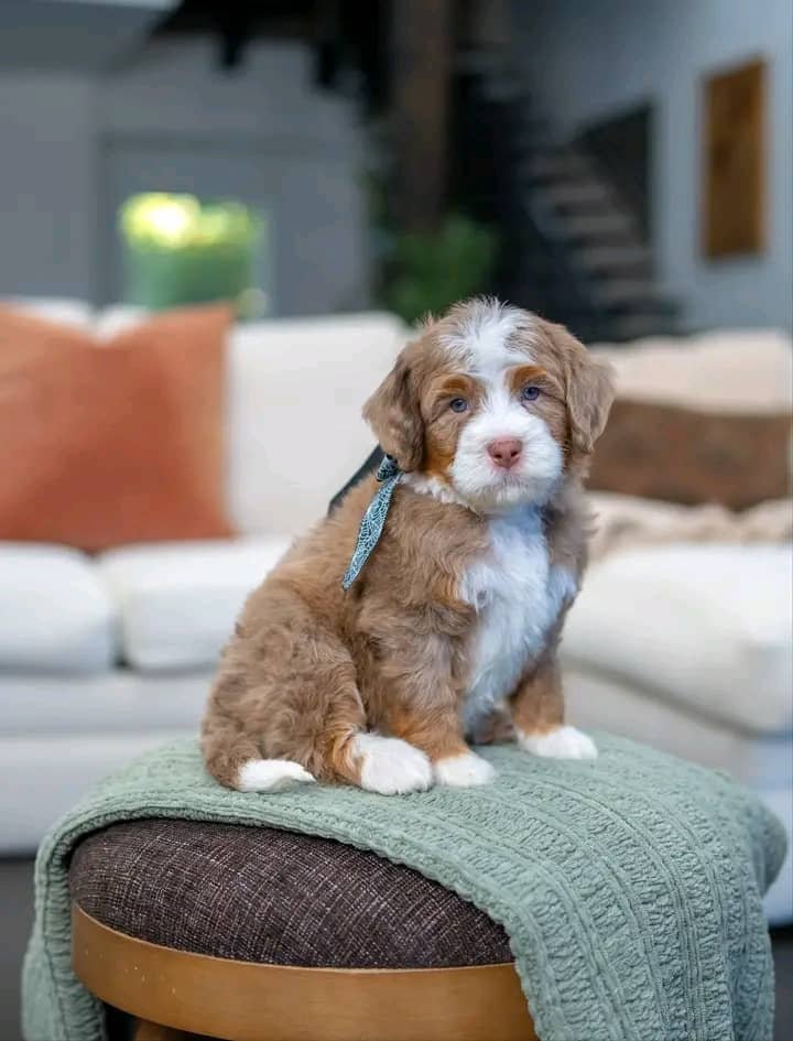 Cloud the Bernedoodle Puppy for sale – Gentle Loving Companion