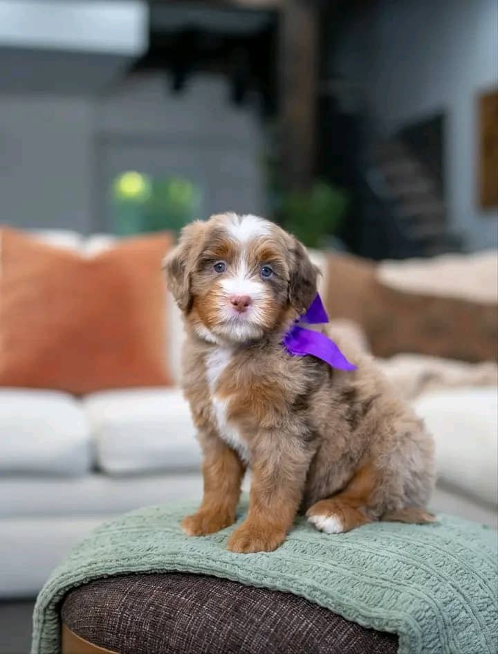 Bernedoodle Puppy