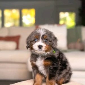 Bernedoodle Puppy