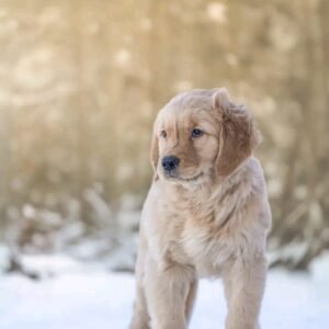 Linden Golden Retriever