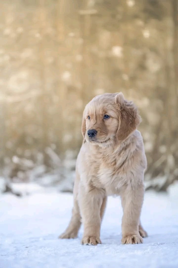 Linden Golden Retriever