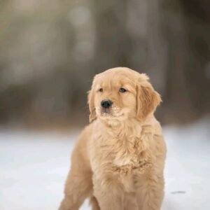 Golden Retriever Puppy