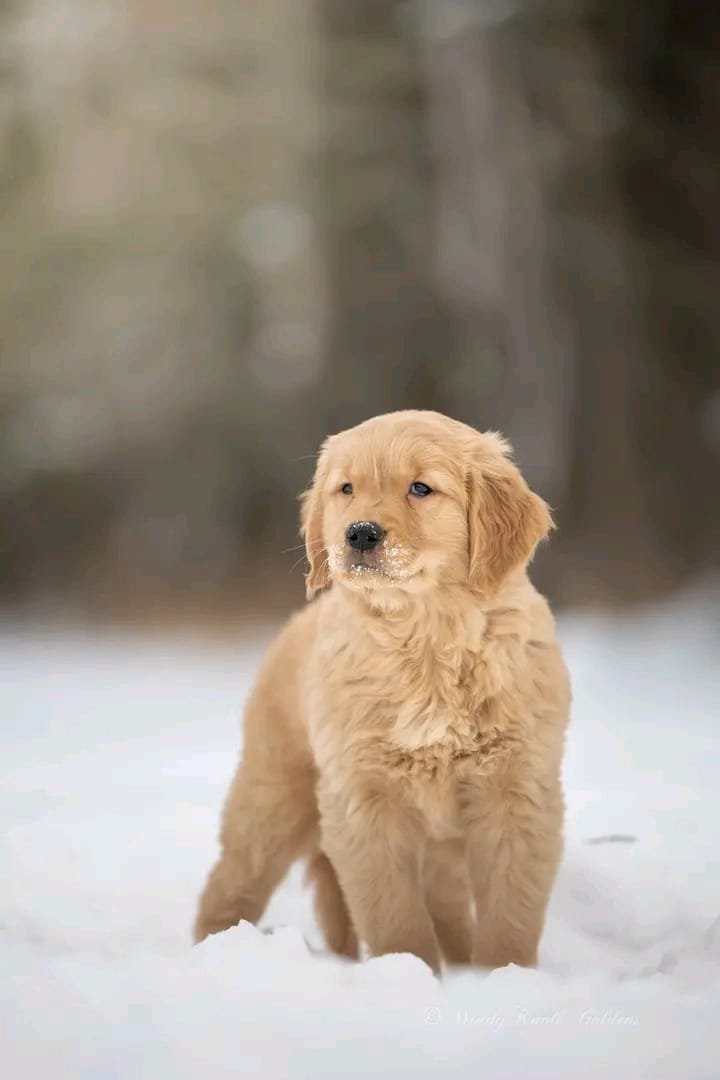Golden Retriever Puppy