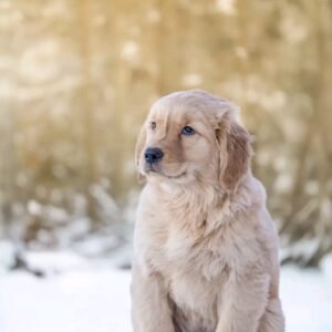 Golden Retriever Puppy