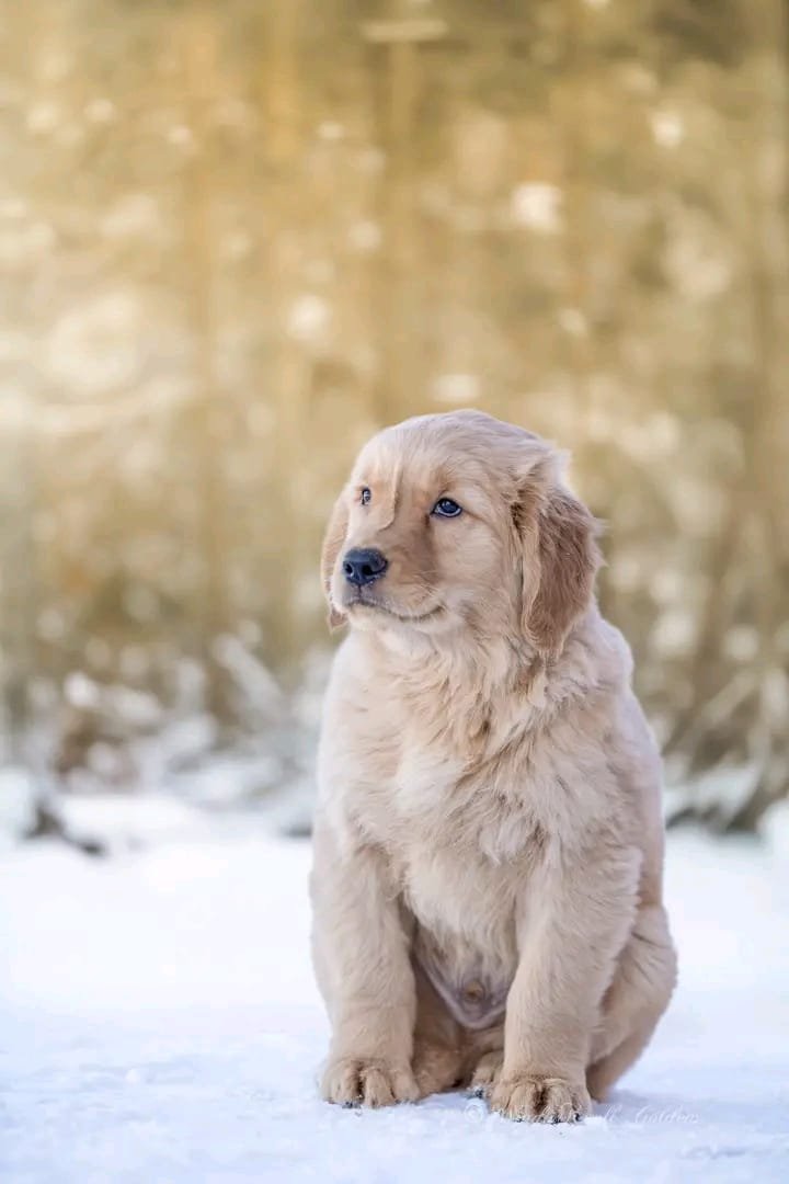 Golden Retriever Puppy