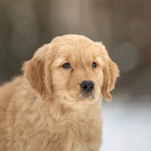 Golden Retriever Puppy