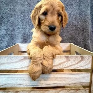 Amber the Golden Retriever Puppy for sale – Amazing Gentle Companion