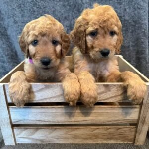 Golden Retriever Puppy