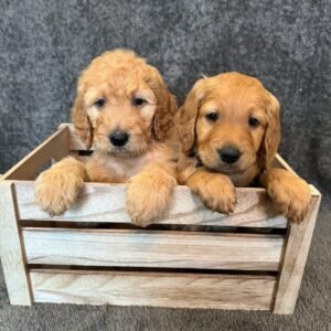 Golden Retriever Puppy